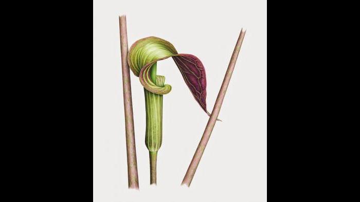 Jack in the Pulpit (Arisaema triphyllum) in watercolor (Heeyoung Kim)