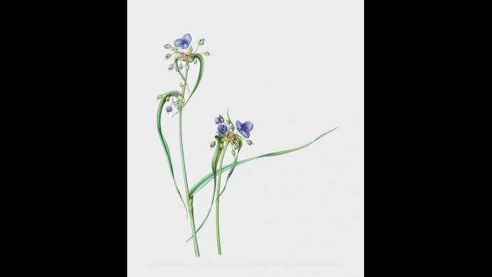 Ohio Spiderwort (Tradescantia ohiensis) in watercolor (Heeyoung Kim)
