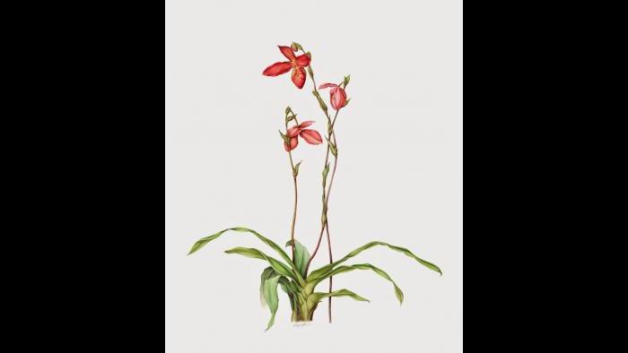 Orchid (Phragmipedium) in watercolor (Heeyoung Kim)