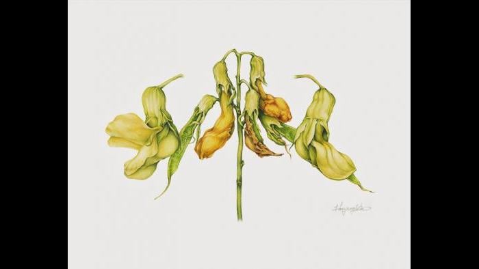 Pale Vetchling Study (Lathyrus ochroleucus) in watercolor (Heeyoung Kim)