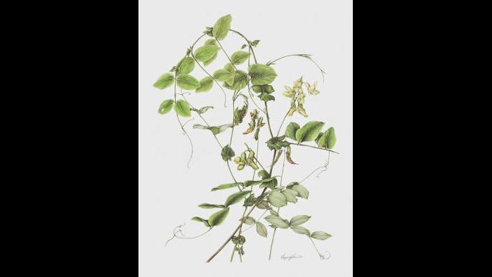 Pale Vetchling Study (Lathyrus ochroleucus) in watercolor (Heeyoung Kim)