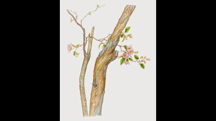 Prairie Crabapple (Malus ioensis) in watercolor (Heeyoung Kim)