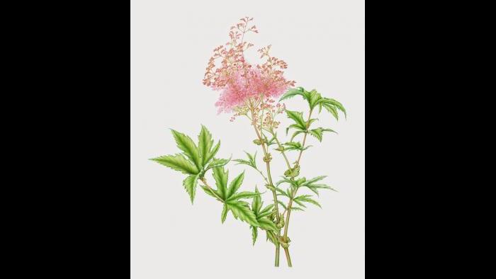 Queen-of-the-Prairie (Filipendula rubra) in watercolor (Heeyoung Kim)