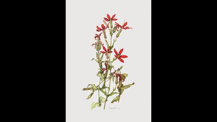 Royal Catchfly (Silene regia) in watercolor (Heeyoung Kim)