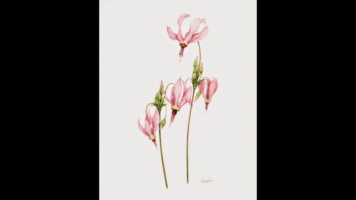 Shooting Star (Dodecatheon meadia) in watercolor (Heeyoung Kim)