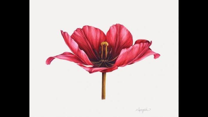Tulip in watercolor (Heeyoung Kim)