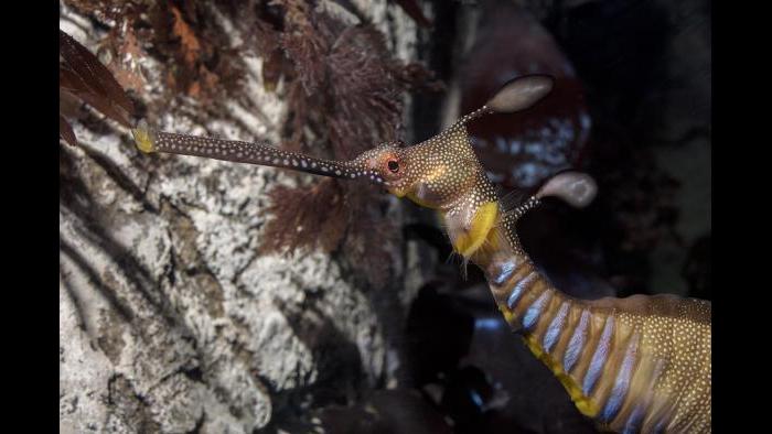 Typically found on weedy bottoms or in kelp forests, weedy sea dragons use their weed-like appendages to conceal from predators. (Courtesy of Shedd Aquarium)