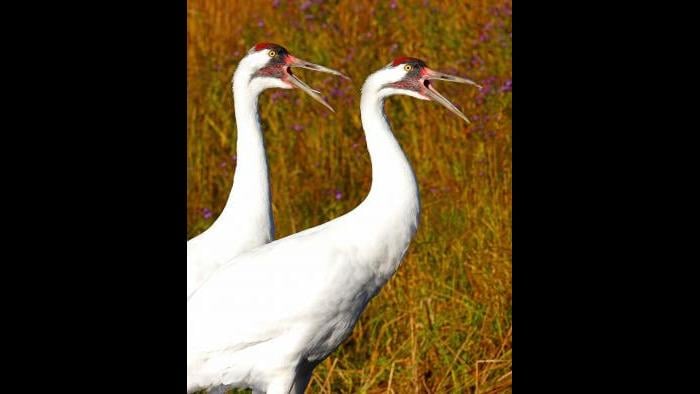 Whopping cranes (Photo/John Ford)