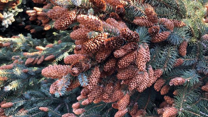 Cones were removed from the tree as a memento for the Benavides. (Patty Wetli / WTTW News)