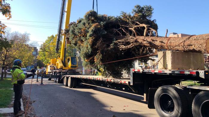 Crew members carefully lowered the tree. (Patty Wetli / WTTW News)