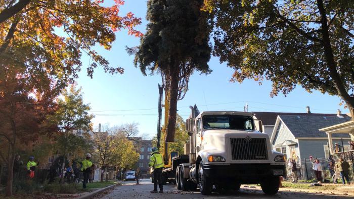 Hoisted by a crane, the spruce hovered midair as it was lowered onto a trailer. (Patty Wetli / WTTW News)