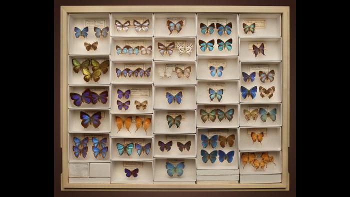 (Courtesy of the Field Museum)