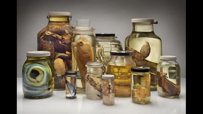 (Courtesy of the Field Museum)
