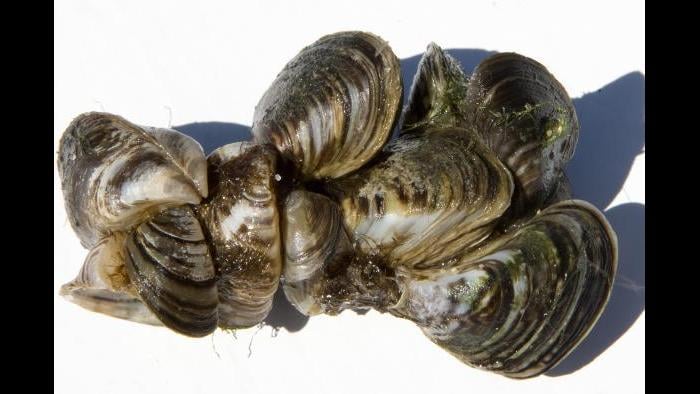 Zebra mussels (Credit: Shedd Aquarium)