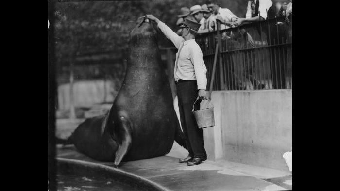 The Sea Lion Pool, built in 1879 and shown here in the 1920s, once served as the zoo's focal point. (Courtesy Chicago Park District and Chicago History Museum)