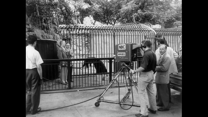 Zoo Parade filming in the 1950s: Lincoln Park Zoo Director Marlin Perkins brings wildlife into households with his TV program, Zoo Parade, headquartered at Lincoln Park Zoo. (Courtesy Chicago Park District and Chicago History Museum)
