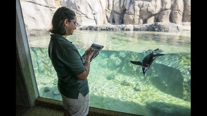 In 2017, a volunteer uses ZooMonitor, an app created by Lincoln Park Zoo to record animal behavioral data. (Todd Rosenberg / Lincoln Park Zoo)