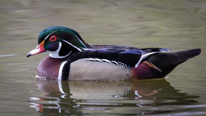 Wood Duck Drake, North Pond, Cook County (Courtesy of Alison Newberry and Matt Sparapani)