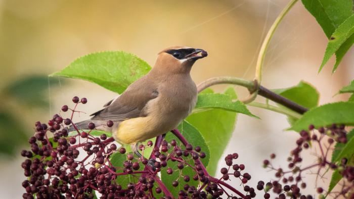 Cedar Waxwing, Middlefork Savanna, Lake County (Courtesy of Alison Newberry and Matt Sparapani)