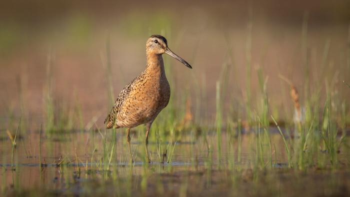 Long-billed Dowitcher, Montrose Beach, Cook County (Courtesy of Alison Newberry and Matt Sparapani)