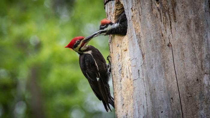 Adult Male Pileated Woodpecker and Chick, Captain Daniel Wright Woods, Lake County (Courtesy of Alison Newberry and Matt Sparapani)