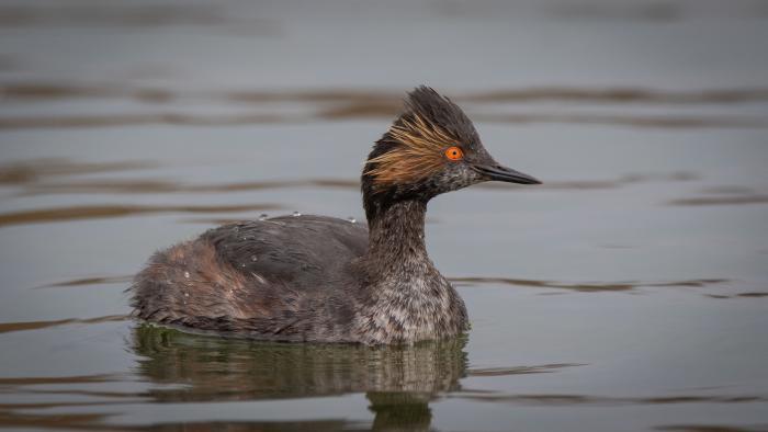 Eared Grebe, Independence Grove, Lake County (Courtesy of Alison Newberry and Matt Sparapani)