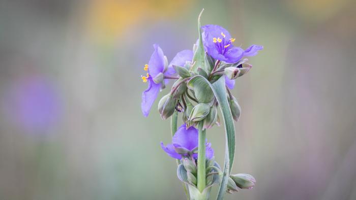 Spiderwort, Indiana Dunes State Park, Indiana (Courtesy of Alison Newberry and Matt Sparapani)