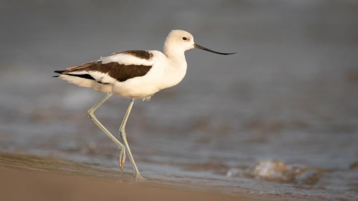 American Avocet, Montrose Beach, Cook County (Courtesy of Alison Newberry and Matt Sparapani)