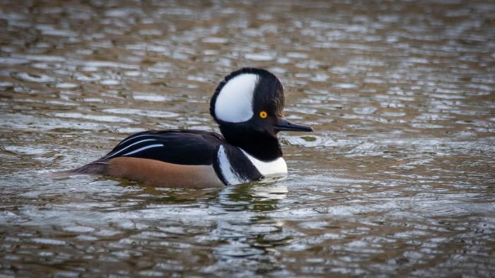 Male Hooded Merganser, West Ridge Nature Preserve, Cook County (Courtesy of Alison Newberry and Matt Sparapani)