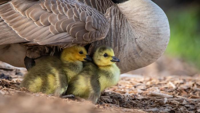Canada Goose and Goslings, North Pond, Cook County (Courtesy of Alison Newberry and Matt Sparapani)