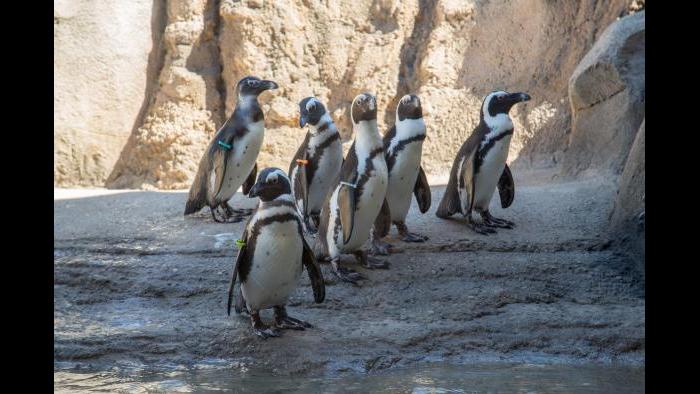 (Julia Fuller / Lincoln Park Zoo)