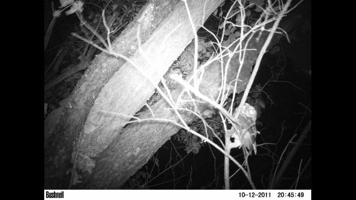 A barred owl gets into view of a camera trap.