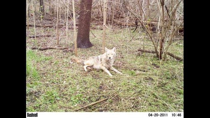 A coyote gets into view of a camera trap.
