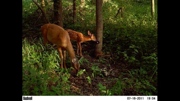 Deer get into view of a camera trap.