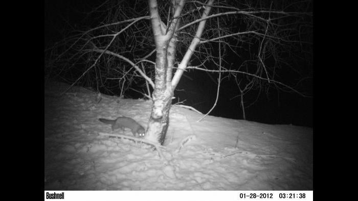 A mink gets into view of a camera trap.