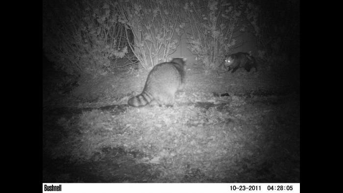A raccoon and opossum get into view of a camera trap.