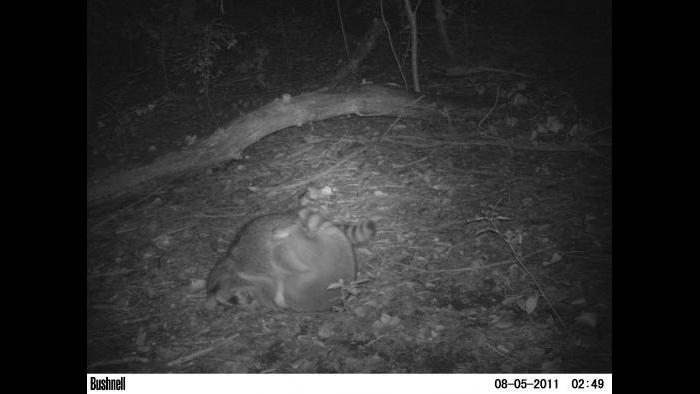 Raccoons get into view of a camera trap.