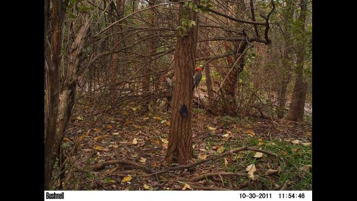 A red-bellied woodpecker gets into view of a camera trap.