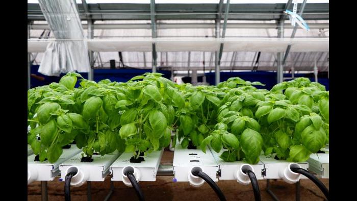 According to Kant, basil is one of their most popular crops. (Evan Garcia)