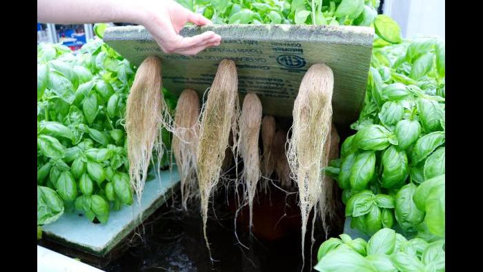 The water below this basil has circulated through the tilapia tanks and contains nutrients for the plants which were converted from fish waste by bacteria. The crops in turn purify the water, which is sent back into the fish tanks. (Evan Garcia)
