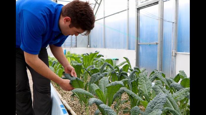 Kant examines his kale harvest. "I walk around this greenhouse all day and I pick leaves and eat them," Kant said. "I’m the first canary in the coal mine."