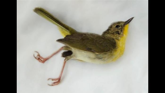 A common yellowthroat. (Art Fox)