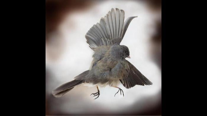 A dark-eyed junco. (Art Fox)