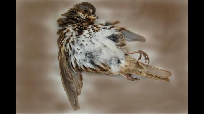 A song sparrow. (Art Fox)