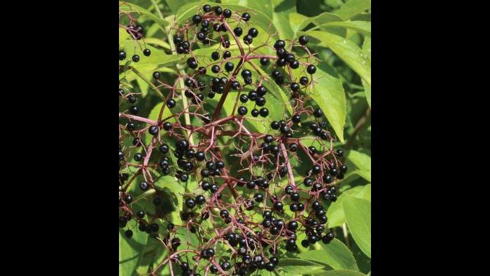 Black elderberry (Credit: Charlotte Adelman and Bernard Schwartz, Ohio University Press)