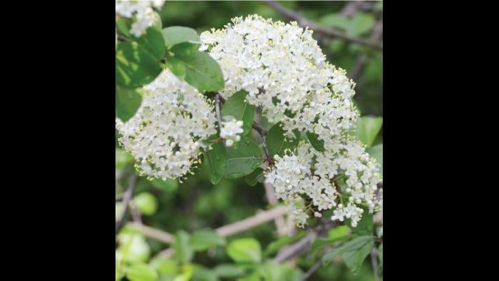 Black elderberry, spring (Credit: Charlotte Adelman and Bernard Schwartz, Ohio University Press)