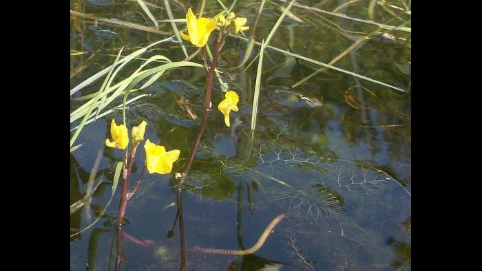 Great Bladderwort flowers. (Photo by InAweofGod’sCreation via Flickr)