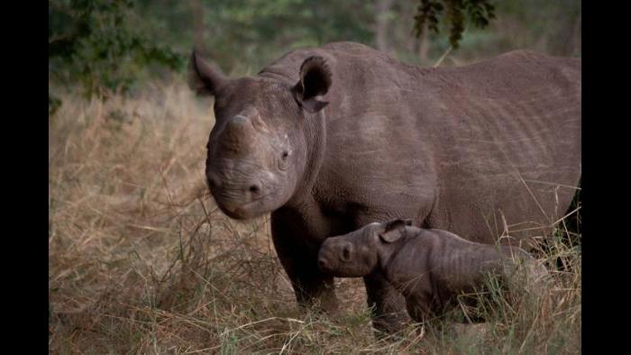 (Courtesy of the International Anti-Poaching Foundation)