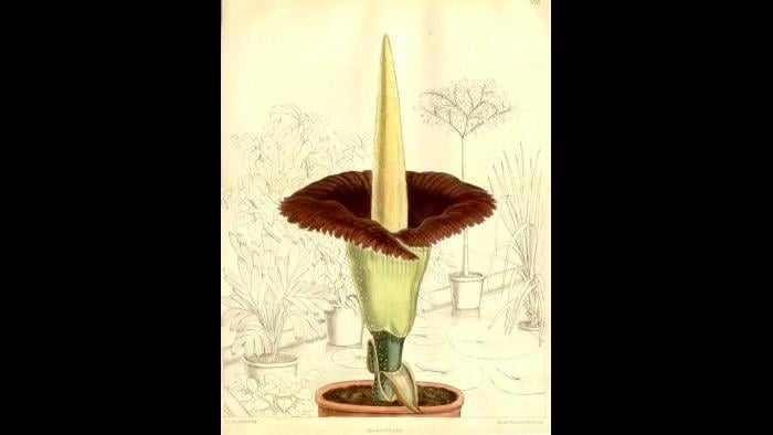 Illustration of a blooming titan arum from Curtis’s Botanical Magazine. (Courtesy of the Chicago Botanic Garden)