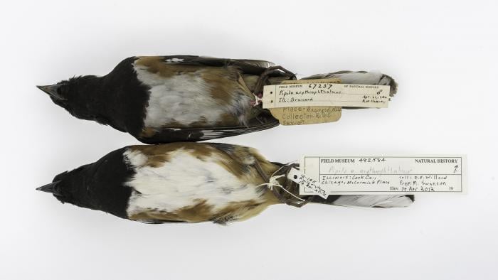 Eastern towhees collected in Brainerd, Ill., in 1906 (top) and in Chicago in 2012 (bottom). (Courtesy of Carl Fuldner and Shane DuBay)